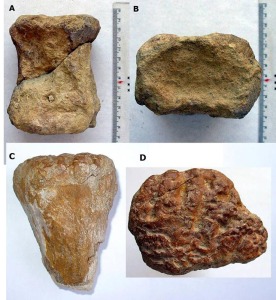 En el ao 2004 se encontraron los primeros dinosaurios en Murcia. El nmero de hallazgos sigue creciendo 