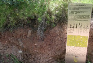 Murcia tiene gran variedad de suelos. Algunos muy antiguos y de gran inters patrimonial pues proceden de un clima ms calido y hmedo que el actual. Suelo rojo de la sierra de Carrascoy 