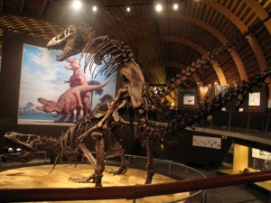 Los museos geolgicos estn proliferando en toda Espaa. Es una buena forma de acercar la geologa a la sociedad. Museo del Jursico de Asturias 