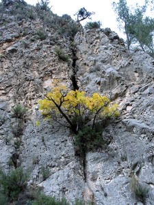 La conservacin de la diversidad geolgica es la base para proteger la biodiversidad. La vida se siente segura, necesita la Gea. Ro Luchena, Lorca 