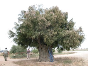 Torre Pacheco