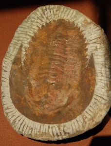 Trilobite