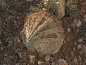 Ostra fosilizada