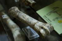 Yacimiento paleontolgico de Cueva Victoria