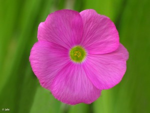 Detalle de la flor de Oxalis bowiei