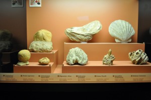 hallazgos arqueolgicos 