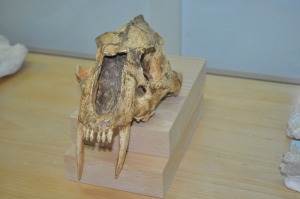 Crneo de felino prehistrico 