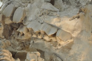 enormes molares fsiles 