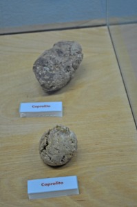 coprolitos o cacas de hiena 