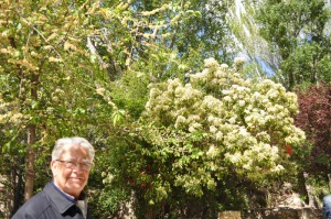 Pues Isidro y un rbol 