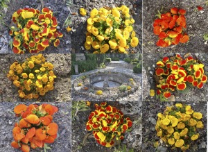 Fuente-detalle flores 
