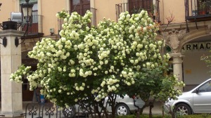 rbol bonico en la plaza de las palomas 