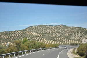 olivos a mogolln 