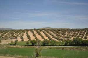 olivos u oliveras 