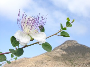 Ladera sur del Monte Calvario (Cartagena)