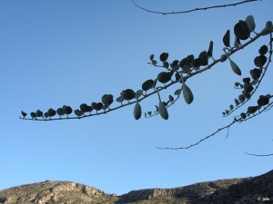 Ladera sur del Monte Calvario (Cartagena)