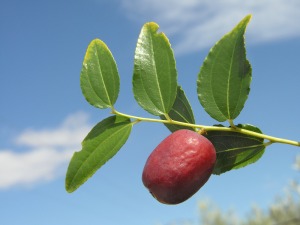 El Caarico (Alhama de Murcia)