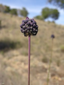 Cobatillas (Murcia)