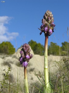 Puerto de la Cadena (Murcia)