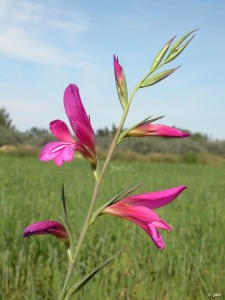 Campos de Sangonera la Seca (Murcia)