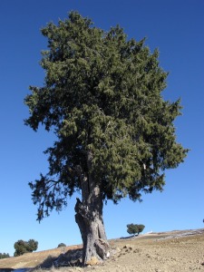 Calar de la Santa (Moratalla)