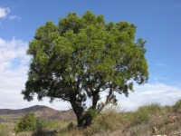 Atamara (Cartagena)