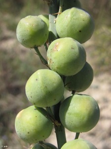 Corvera (Murcia)