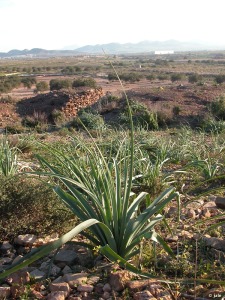 Cabecico del Rey