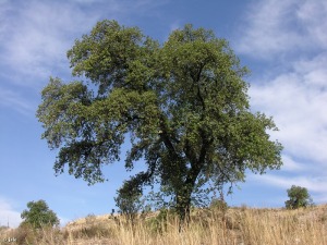 Ribera de Molina (Molina de Segura)