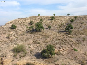 Ribera de Molina (Molina de Segura)