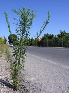 Camino del Soldado (Alcantarilla)