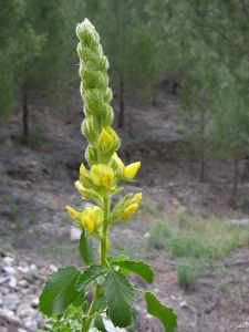 Sierra de Carrascoy