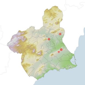 Mapa de distribución del collejón de los Garres (Moricandia moricandioides subsp. pseudofoetida) en la Región de Murcia