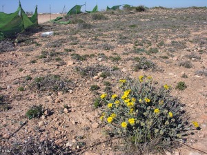 Cala Mosca (Orihuela costa, Alicante)