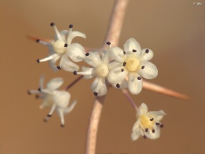 El Caarico (Alhama de Murcia)