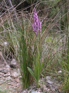 Arroyo de la Melera (Calar de la Santa-Moratalla)