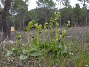 El Valle (Murcia)