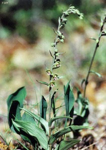 Sierra Espua