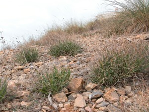 Isla Plana (Cartagena)