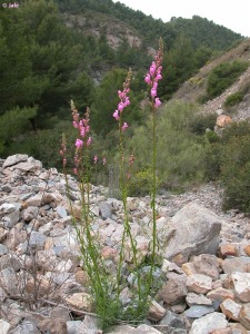 Sierra de Carrascoy