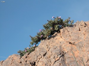 La Azoha (Cartagena)