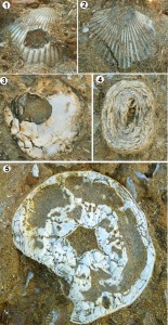 Algunos fsiles comunes y fcilmente identificables en las areniscas marinas pleistocenas son; vieras (Pecten sp. 1 y2), ostras (Ostrea sp. 3), briozoos (4) y erizos de mar (Clypeaster sp. 5)