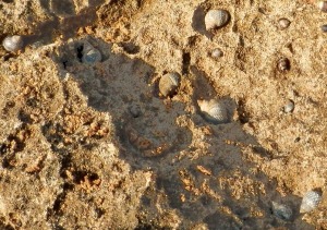 Detalle del lapiaz costero desarrollado sobre las areniscas oolticas (dunas fsiles) de Cabo Cope.