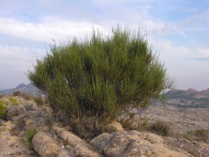 Puerto de la Cadena (Murcia)