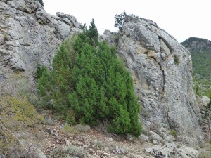 Estrato de calizas plegado del Cerro de la Molinera