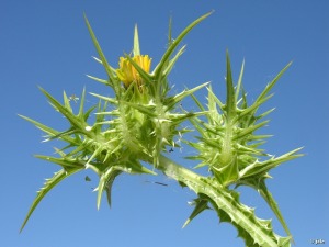 Campos de Sangonera la Verde