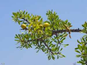 Santa Faz (Alicante)