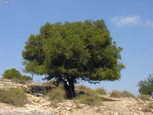 Cercanas del Hogar Provincial de Santa Faz (Alicante)