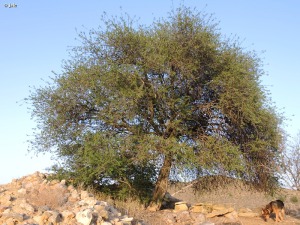 Cercanas de la Urbanizacin El Chorrico de Molina de Segura