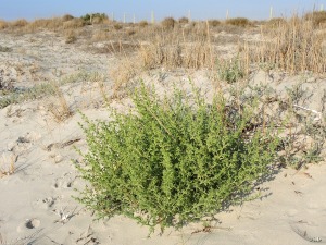 Playa de Torre Derribada (San Pedro del Pinatar)